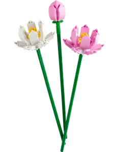 Lotus Flowers