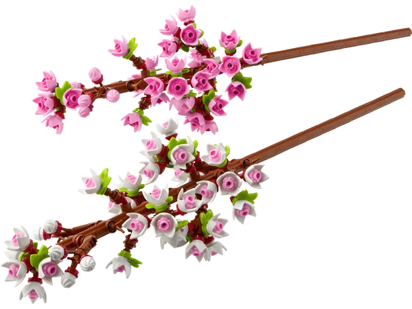Cherry Blossoms