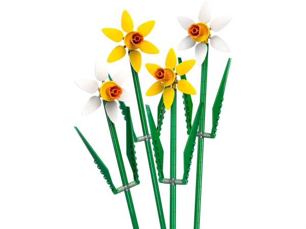 Daffodils