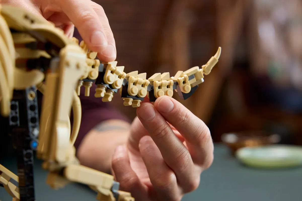 Dinosaur Fossils: Triceratops - Image 10