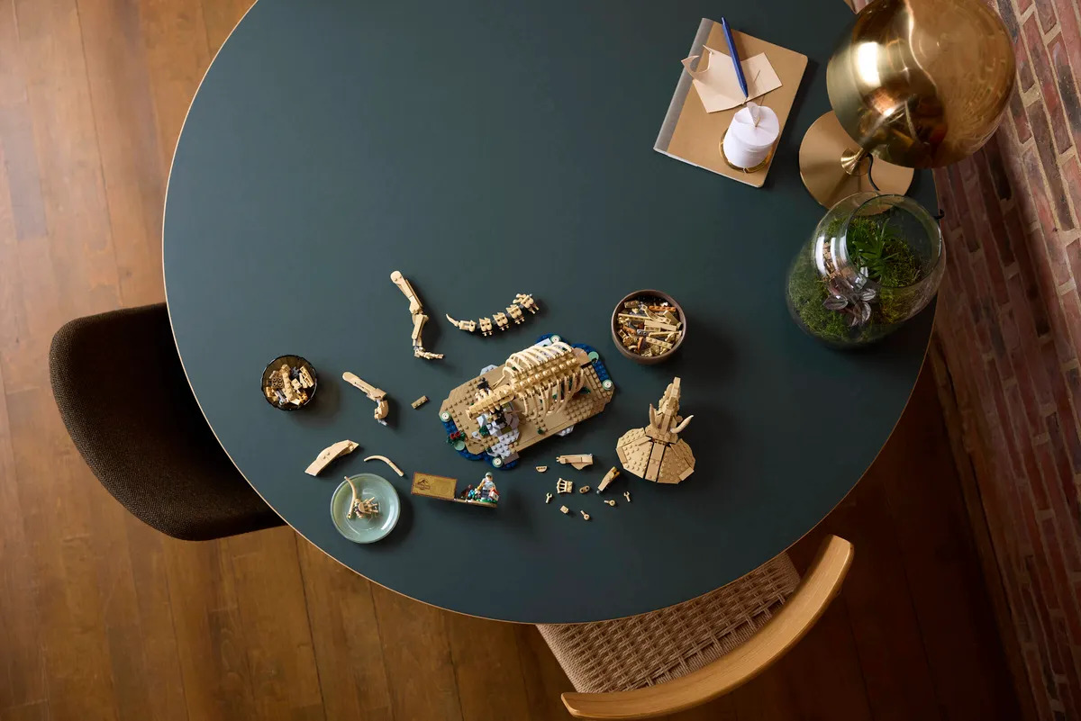 Dinosaur Fossils: Triceratops - Image 8