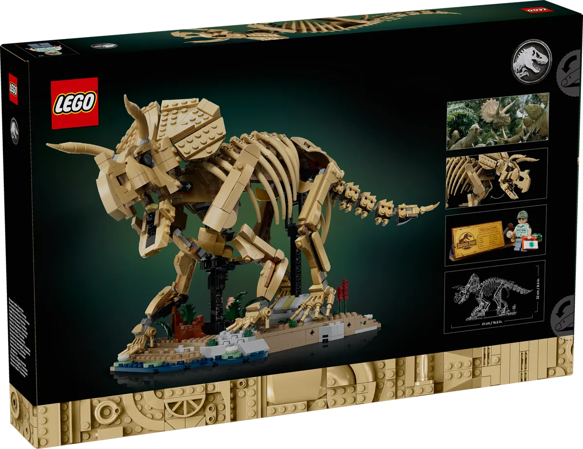 Dinosaur Fossils: Triceratops - Image 3