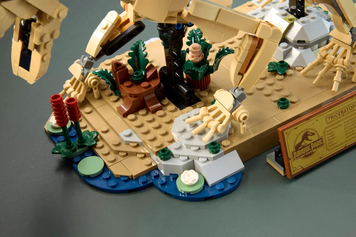 Dinosaur Fossils: Triceratops - Image 13