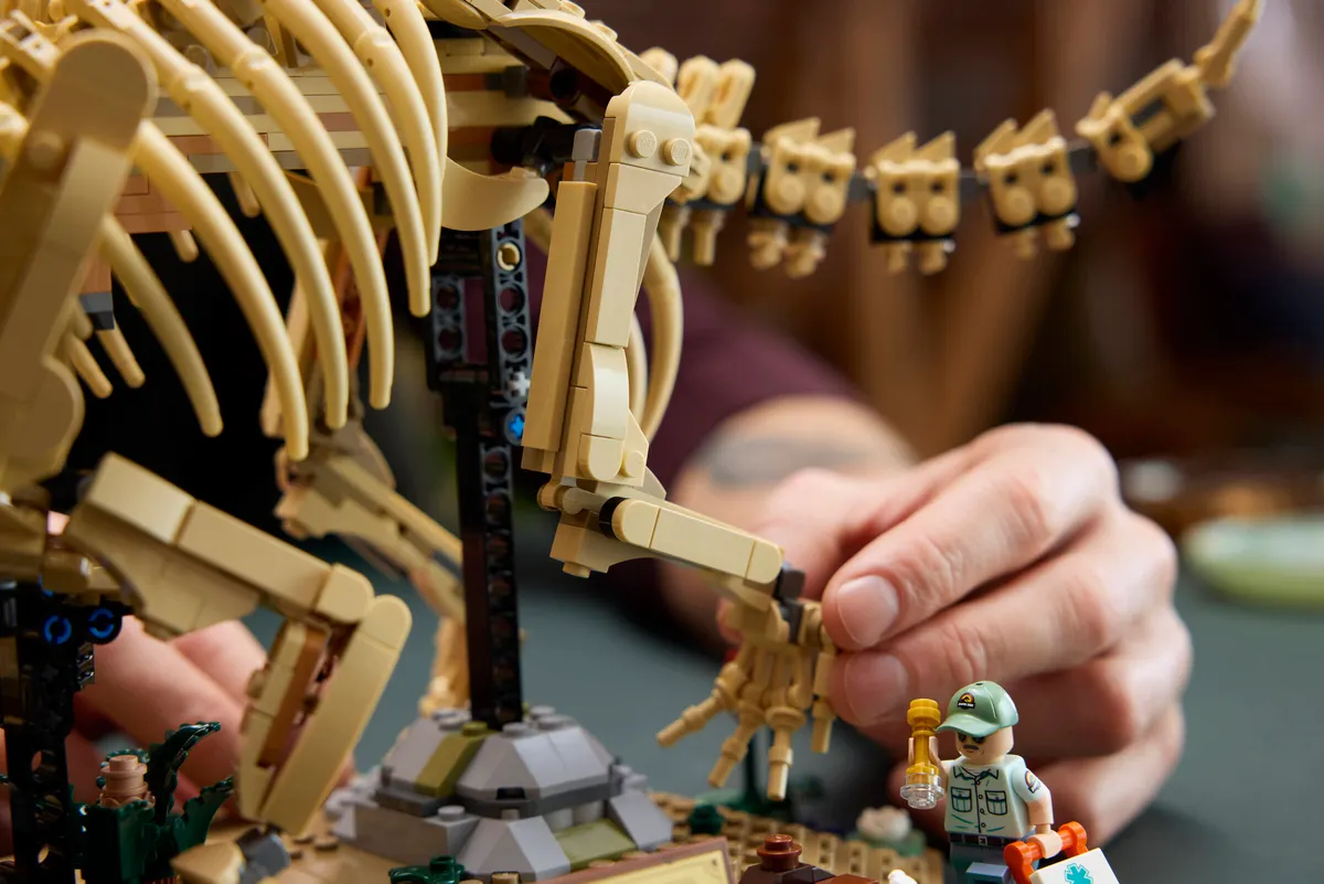 Dinosaur Fossils: Triceratops - Image 11