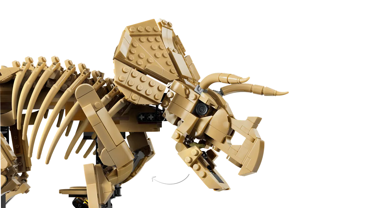 Dinosaur Fossils: Triceratops - Image 6