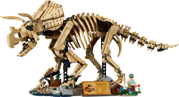 Dinosaur Fossils: Triceratops